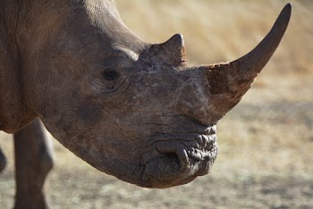 Close-up Photography of Rhino