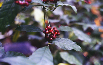 Close-up Photography of Round Red Fruit Bundle