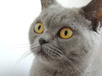 Close Up Photography of Russian Blue Cat