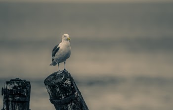Close-Up Photography of Seagull