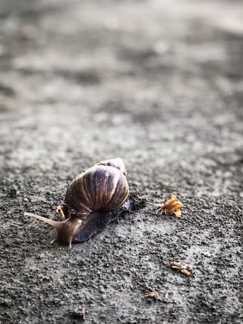 Close-Up photography of Snail