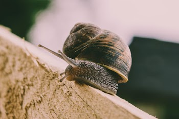 Close-Up Photography of Snail