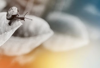 Close-up Photography of Snail