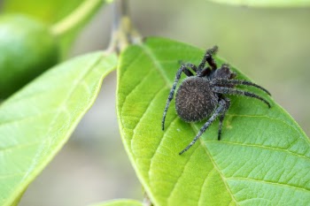 Close-up Photography of Spider on Top of the Leaf