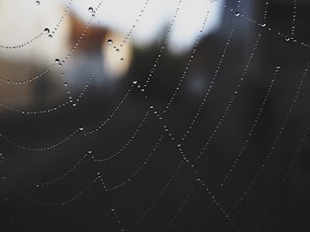 Close-up Photography of Spider Web