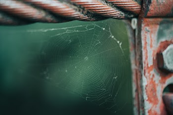 Close-Up Photography of Spider Web