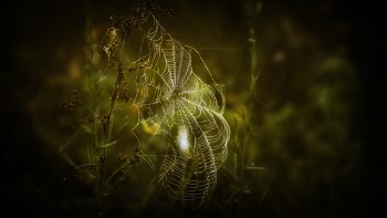 Close-up Photography of Spiderweb