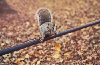 Close-up Photography of Squirrel