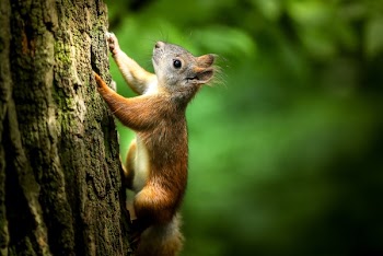 Close Up Photography of Squirrel Climbing Tree