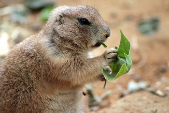 Close Up Photography of Squirrel Holding Green Leaf