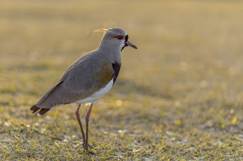Close-up Photography of Stilt on Green Grass Field