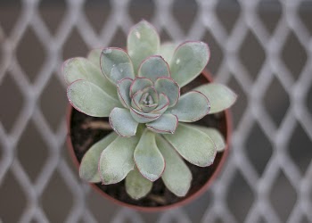 Close-up Photography of Succulent Plant