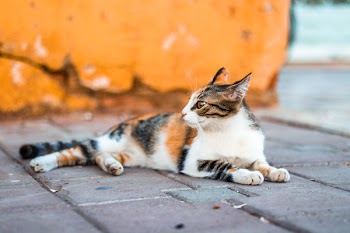 Close-Up Photography of Tabby Cat