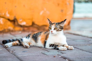 Close-Up Photography of Tabby Cat