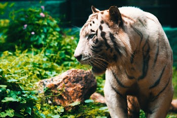 Close-Up Photography of Tiger