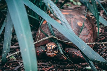 Close-Up Photography of Tortoise Near Leaves