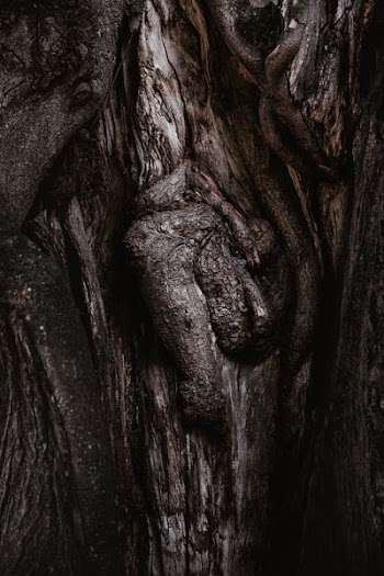 close up photography of tree trunk