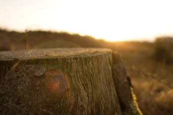 close up photography of tree trunk