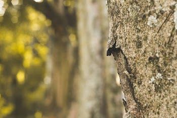 Close Up Photography of Tree Trunk