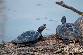 Close-Up Photography of Turtles