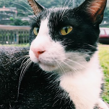 Close-up Photography of Tuxedo Cat