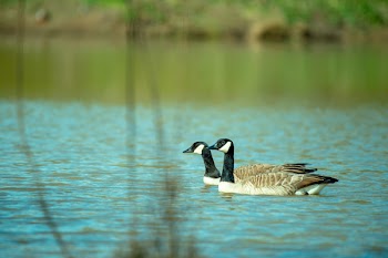 Close-Up Photography of Two Ducks On Water