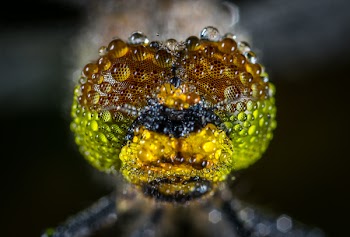 Close-up Photography of Water Dew on Green Insect