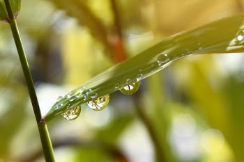 Close Up Photography of Water Dew on Green Leafed Plant