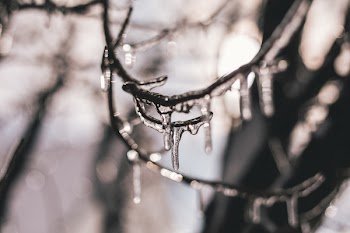 Close-up Photography Of Water On Branch 