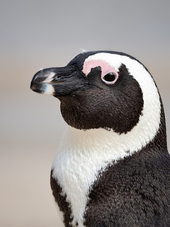 Close-up Photography of White and Black Bird