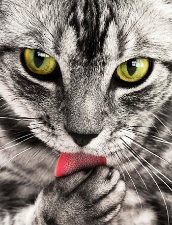 Close Up Photography of White and Black Cat