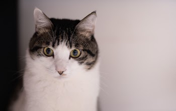 Close-up Photography of White and Black Tabby Cat