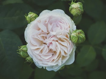Close-up Photography of White and Pink Peony Flower