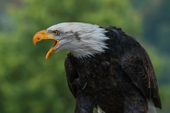 Close Up Photography of White Black Eagle during Daytime