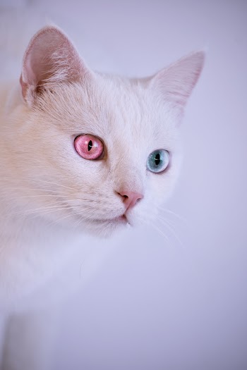 Close-up Photography of White Cat