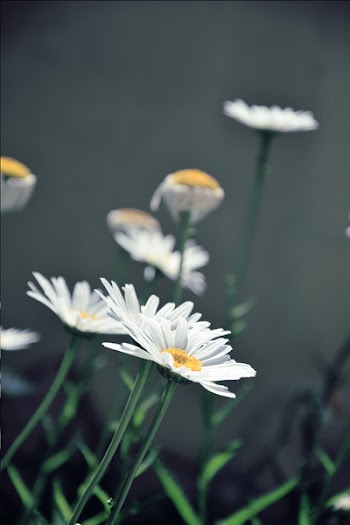 Close-up Photography of White Daisy Flowers