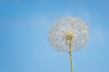 Close-up Photography of White Dandelion