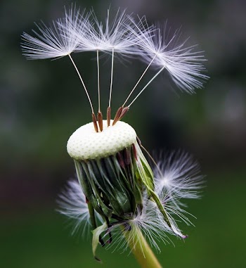 Close Up Photography of White Dandelion Seed