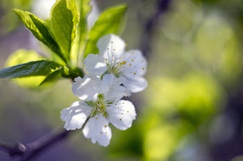 Close-Up Photography of White Flowers