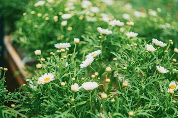 Close-Up Photography of White Flowers
