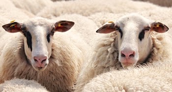 Close-up Photography of White Sheep