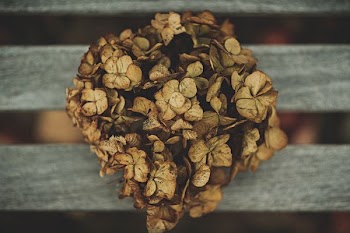 close up photography of withered flowers bouquet