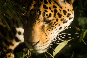Close-up Photography of Yellow and Black Leopard