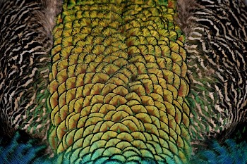 Close-up Photography of Yellow, Black, and Brown Art