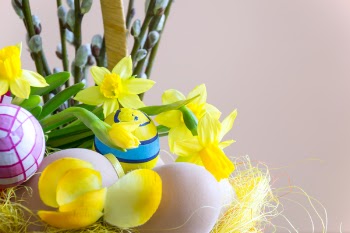 Close-up Photography of Yellow Daffodil Flowers