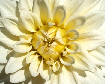 Close-up Photography of Yellow Dahlia Flower