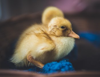 Close-Up Photography of Yellow Duck