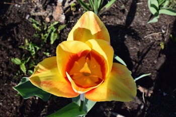 Close-up Photography of Yellow Flower