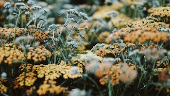 Close-up Photography of Yellow Flowers