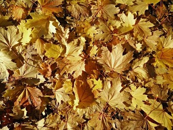 close up photography of yellow maple leaves